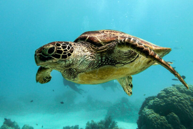 Plage et plongée : où voir des tortues à Mayotte ?